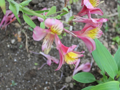 42.	Astromélia (Alstroemeria hybrida)
Data da fotografia: 11/06/2018
Utilidade/ função na horta: Planta ornamental, dá um contributo estético à horta florida.